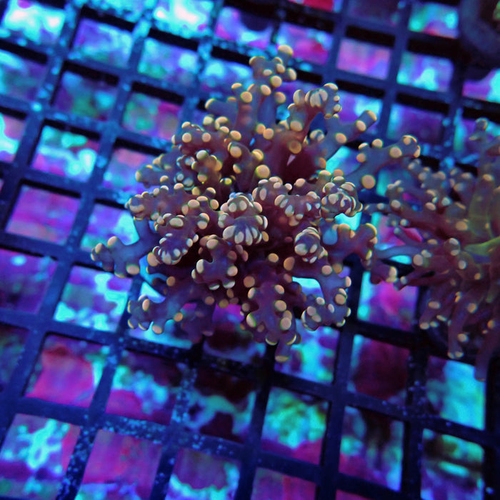 Pink Contrast Octospawn Euphyllia
