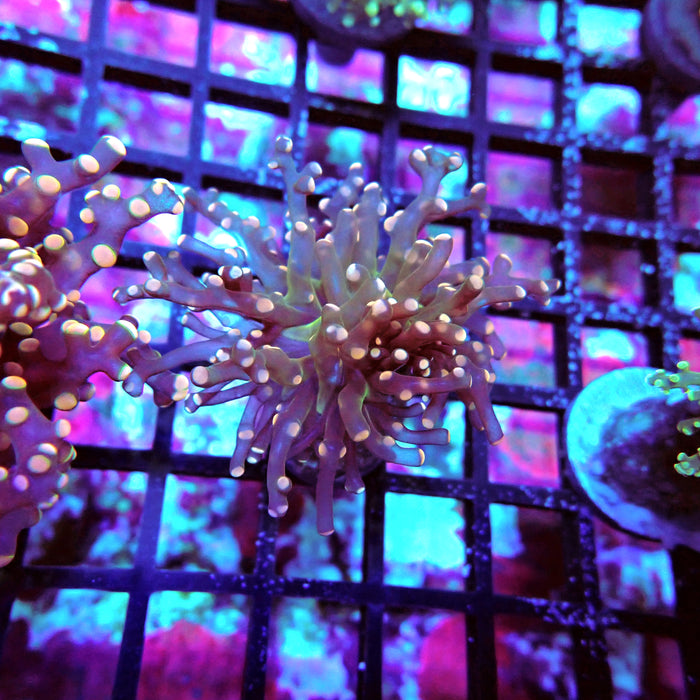 Pink Green Octospawn Euphyllia