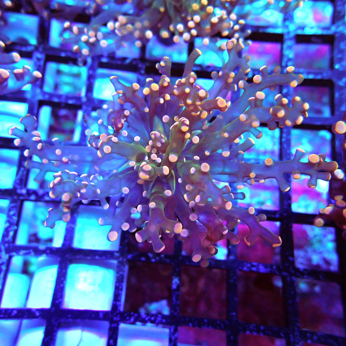 Pink Green Octospawn Euphyllia