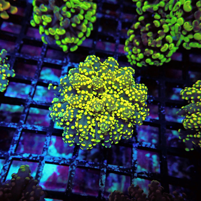 Yellow Contrast Octospawn Euphyllia