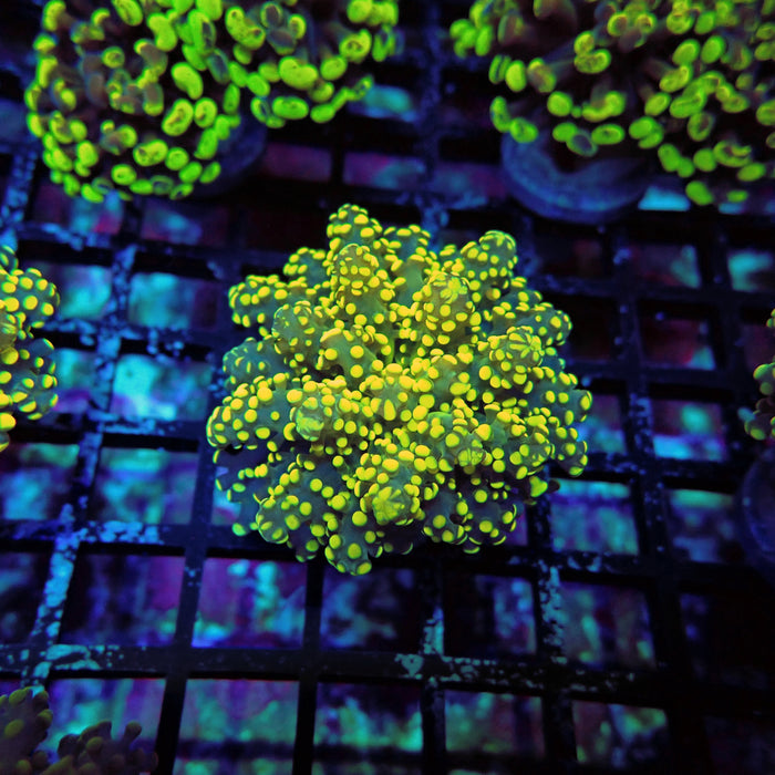 Yellow Contrast Octospawn Euphyllia