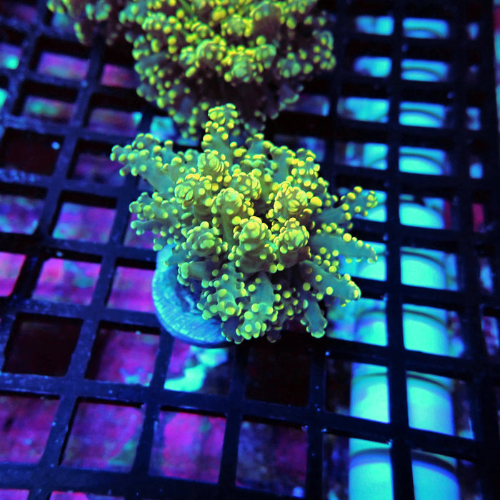 Yellow Octospawn Euphyllia