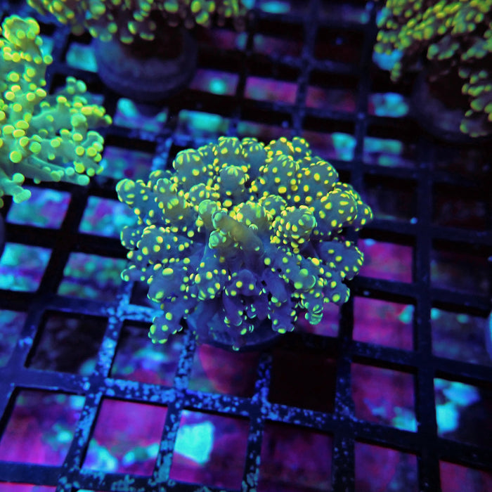 Yellow Octospawn Euphyllia