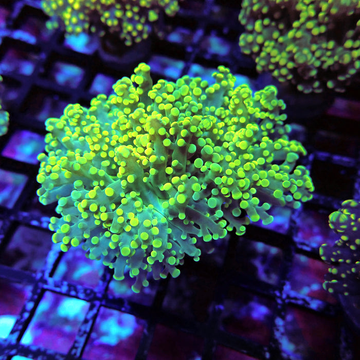 Yellow Octospawn Euphyllia
