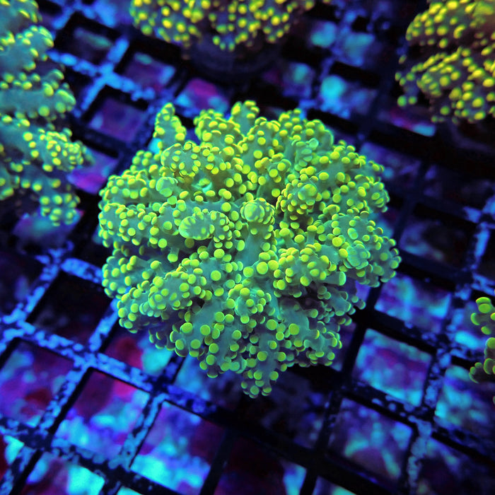 Yellow Octospawn Euphyllia