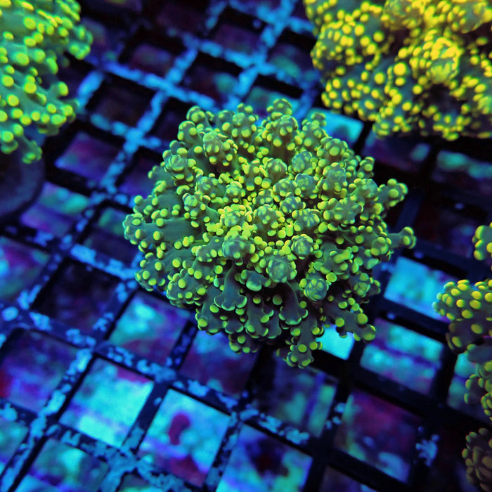 Yellow Octospawn Euphyllia