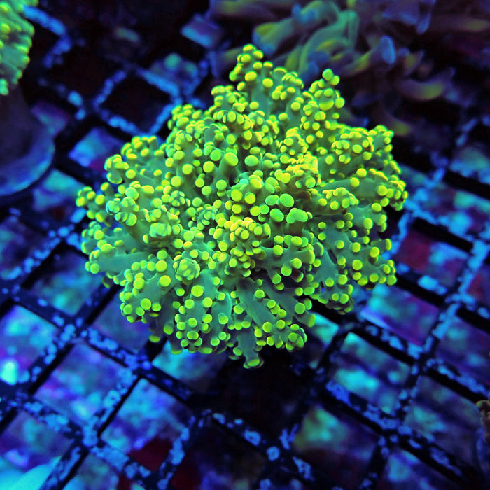 Yellow Octospawn Euphyllia