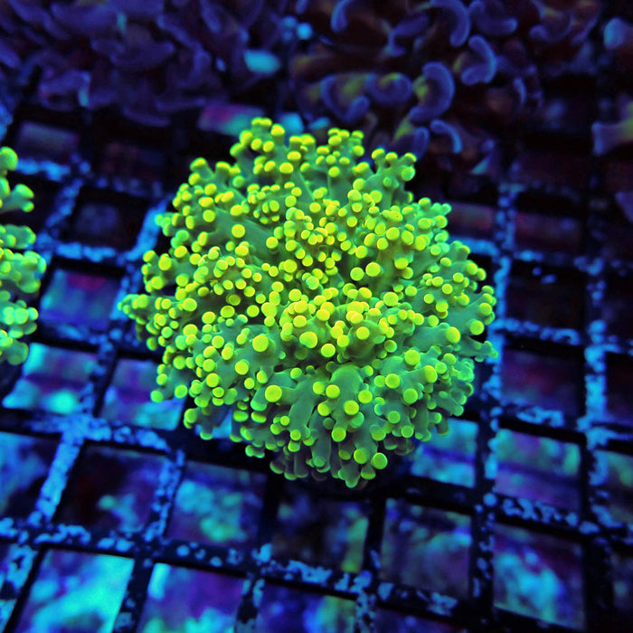 Yellow Octospawn Euphyllia
