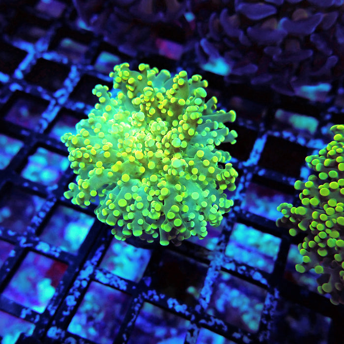 Yellow Octospawn Euphyllia