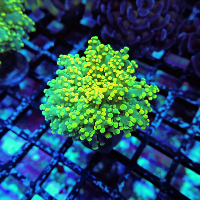 Yellow Octospawn Euphyllia