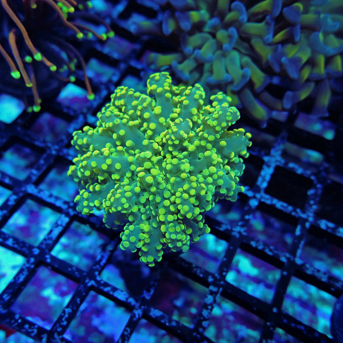Yellow Octospawn Euphyllia