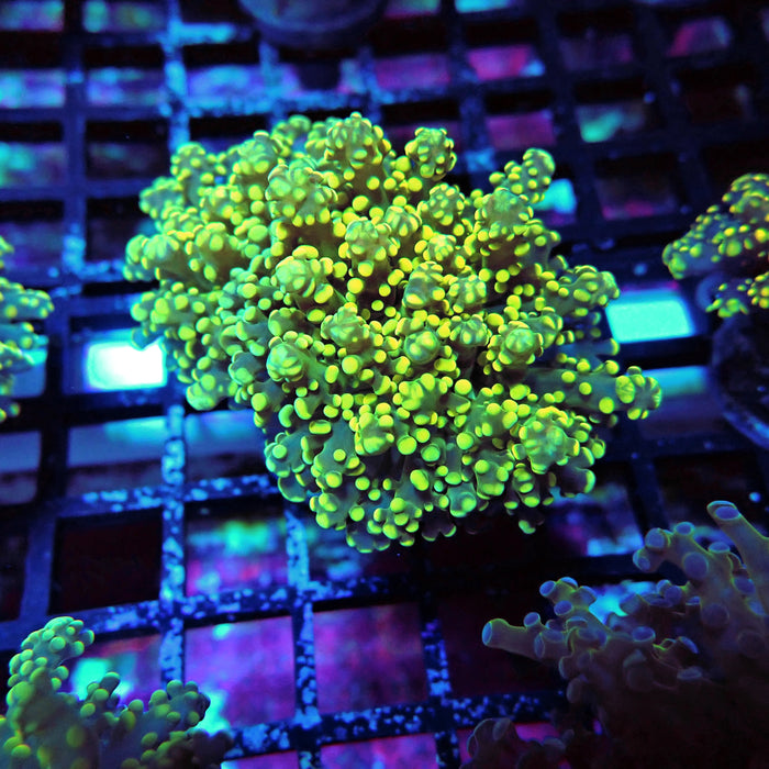 Yellow Contrast Octospawn Euphyllia
