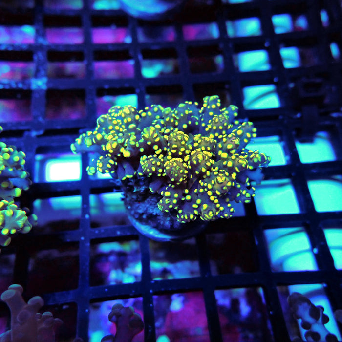Yellow Contrast Octospawn Euphyllia