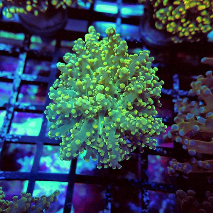 Green Yellow Octospawn Euphyllia