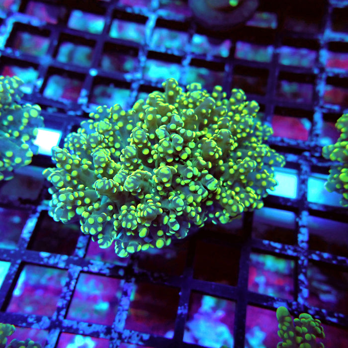 Green Yellow Octospawn Euphyllia