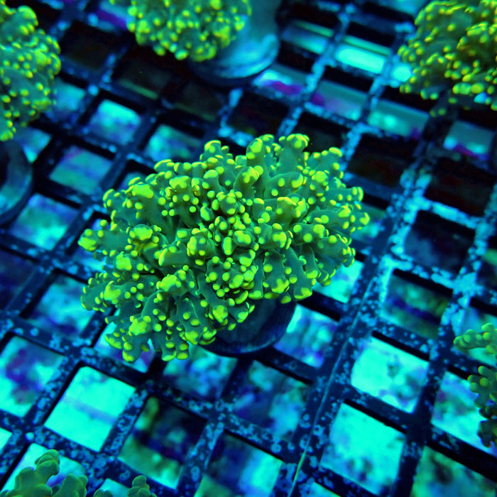 Green Yellow Octospawn Euphyllia