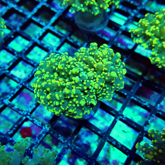 Green Yellow Octospawn Euphyllia