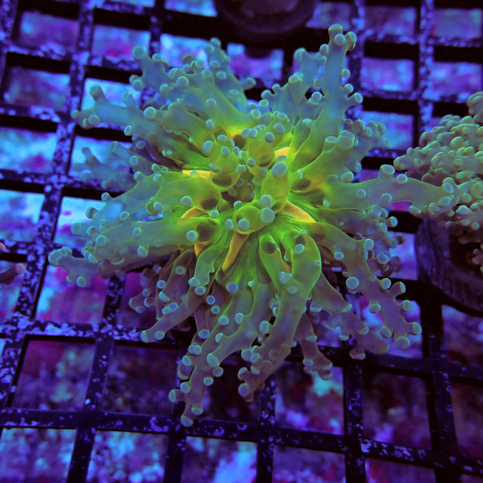 Green Gold Octospawn Euphyllia