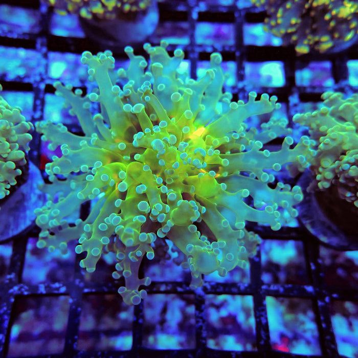 Green Gold Octospawn Euphyllia
