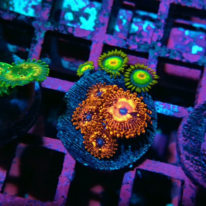 Utter Chaos Zoas Frag