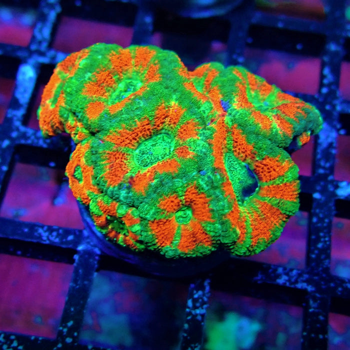 Acan Lord Coral Frag Ultra (25)