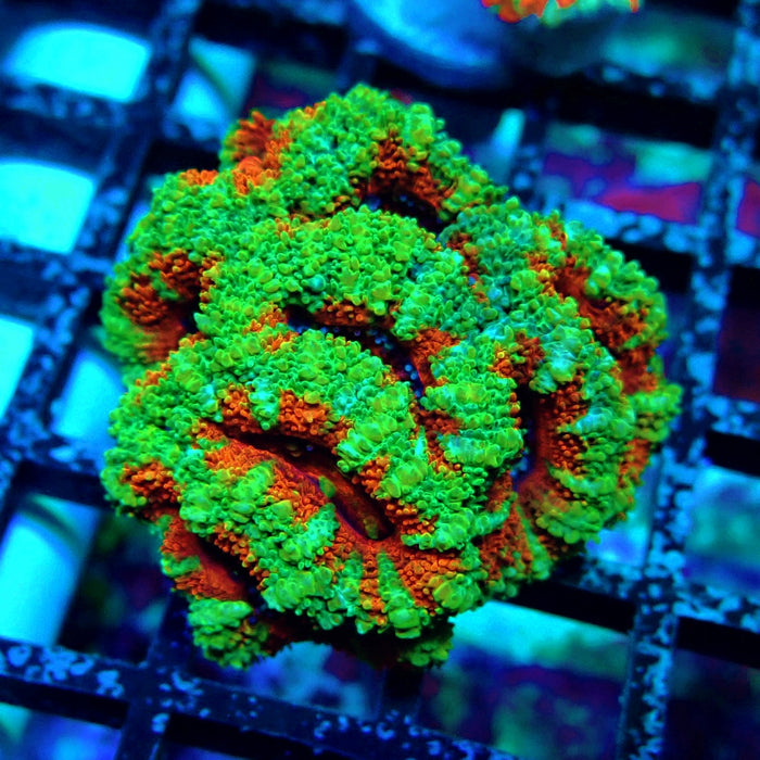 Acan Lord Coral Frag Ultra (24)