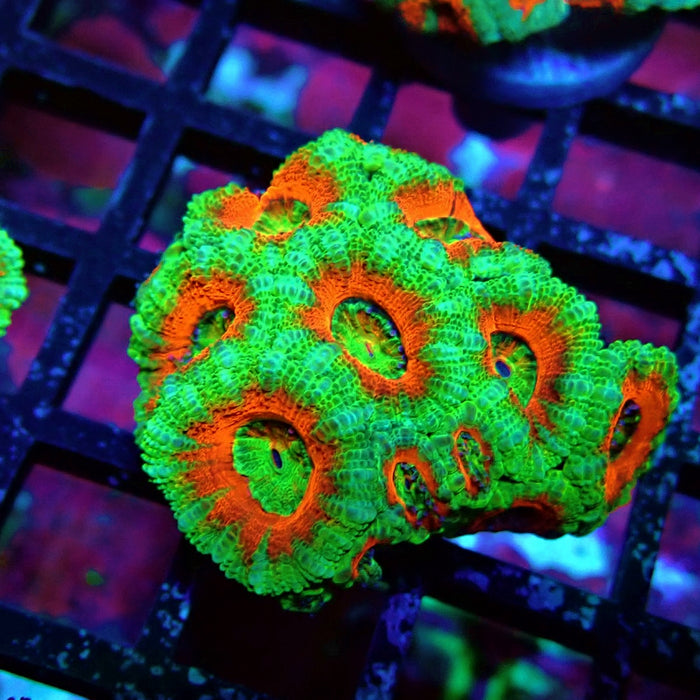 Acan Lord Coral Frag Ultra (14)