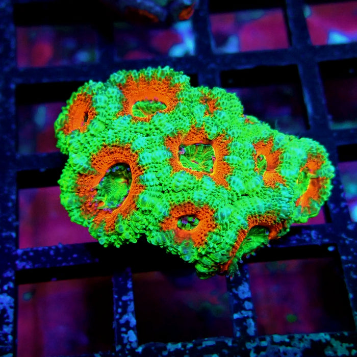 Acan Lord Coral Frag Ultra (14)