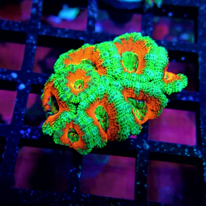 Acan Lord Coral Frag Ultra (14)
