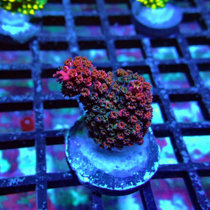 Abrotanoides Red Acro