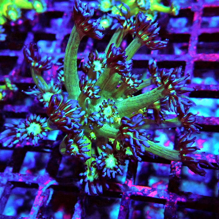 Goniopora Fake Glitter Contrast Long Polyps