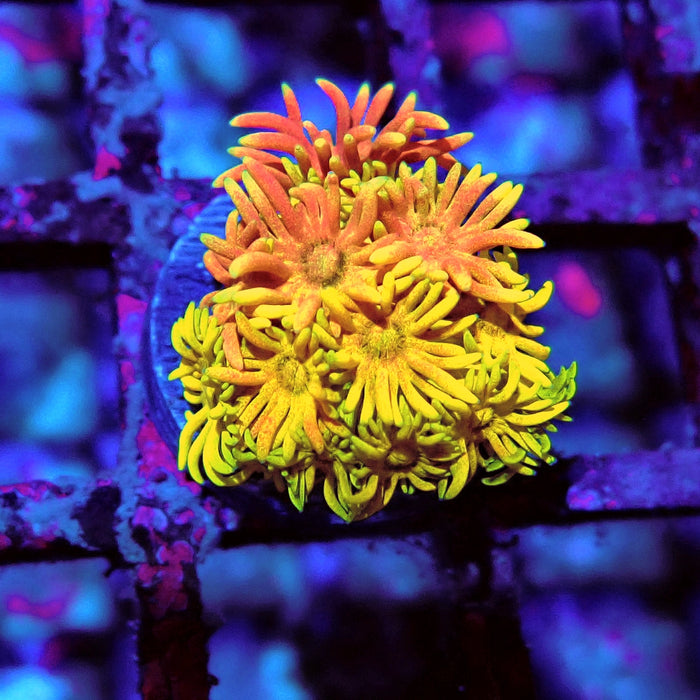 Multicolor Goniopora Frag (3)