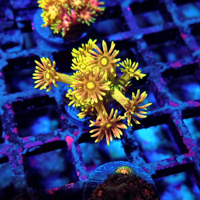 Multicolor Goniopora Frag (1)