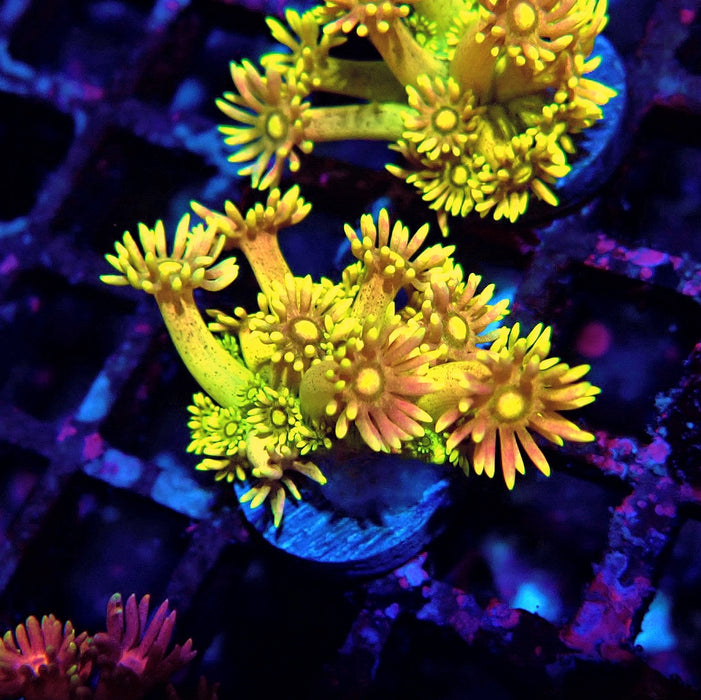 Multicolor Goniopora Frag (1)