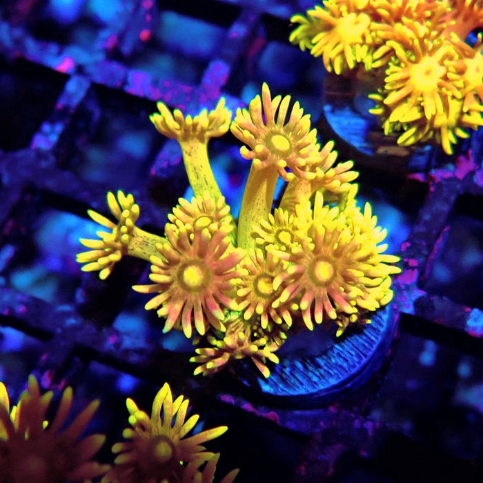 Multicolor Goniopora Frag (1)