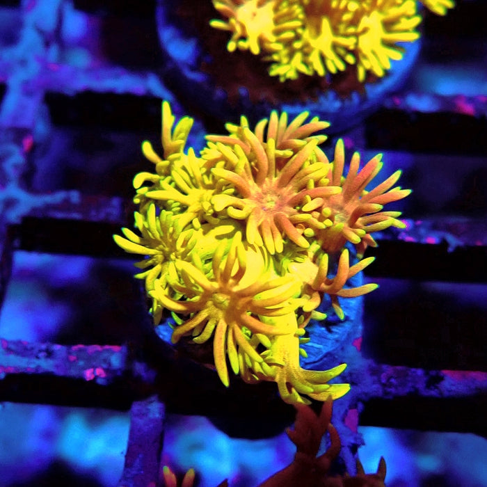Multicolor Goniopora Frag (3)