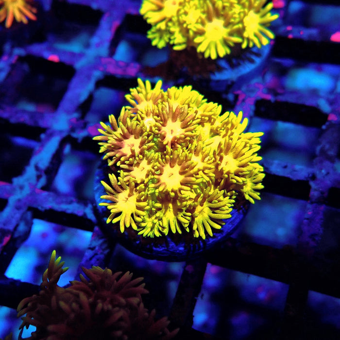 Multicolor Goniopora Frag (2)
