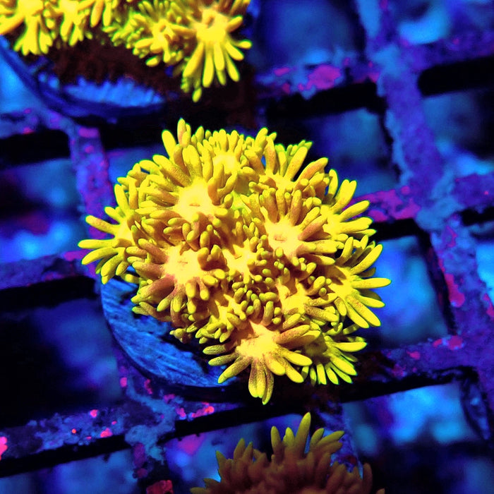 Multicolor Goniopora Frag (2)