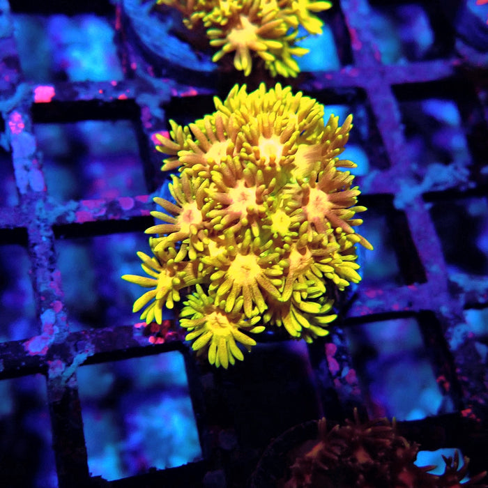 Multicolor Goniopora Frag (2)