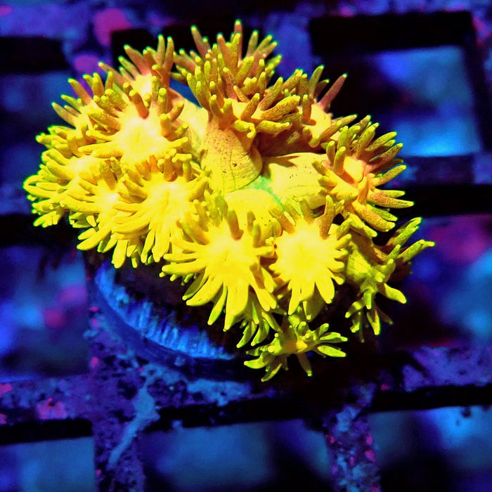 Multicolor Goniopora Frag (2)
