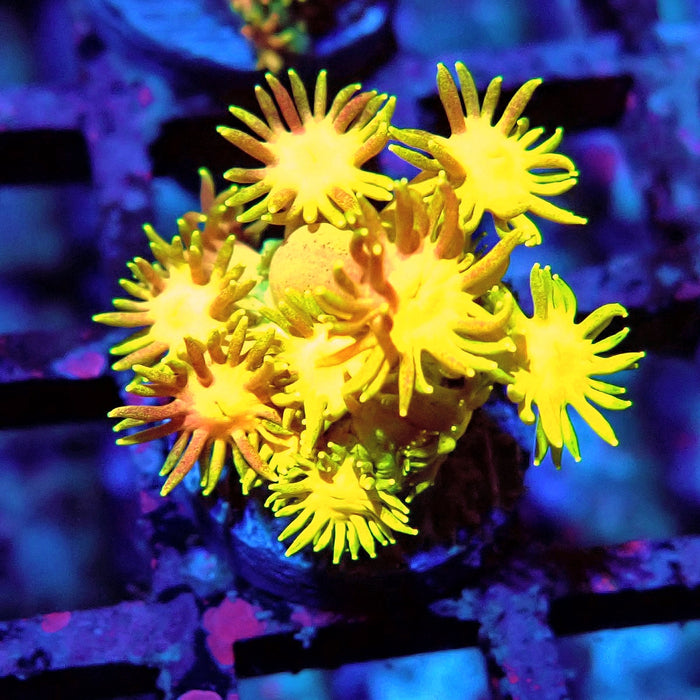 Multicolor Goniopora Frag (2)