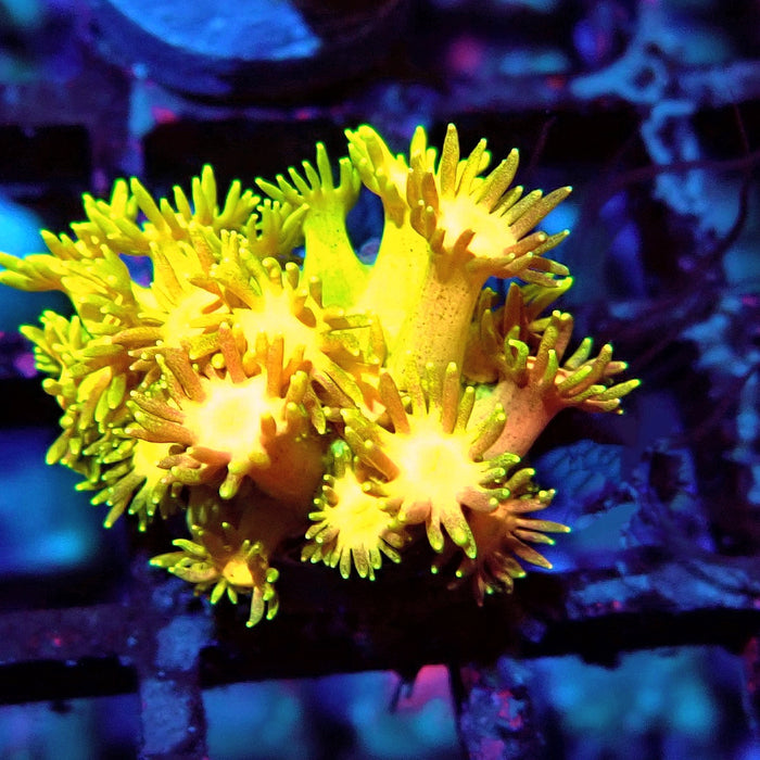 Multicolor Goniopora Frag (2)