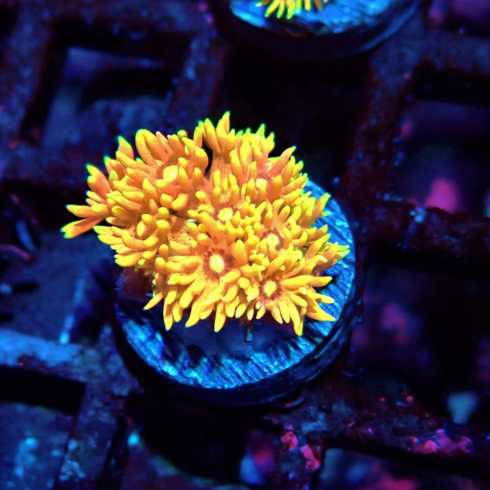 Multicolor Goniopora Frag (5)
