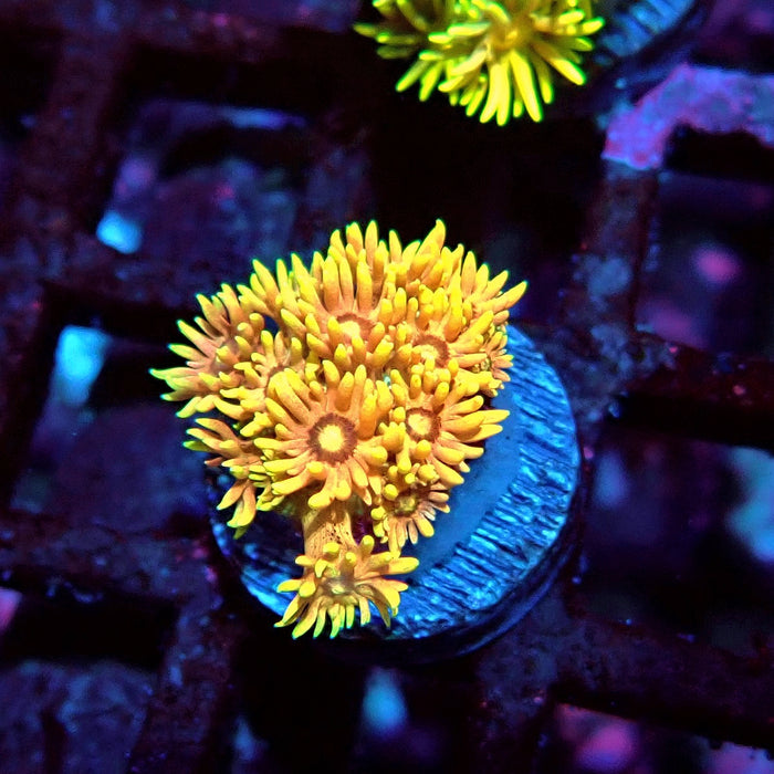Multicolor Goniopora Frag (5)