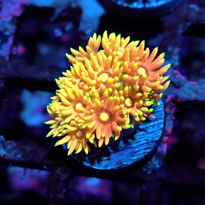Multicolor Goniopora Frag (5)