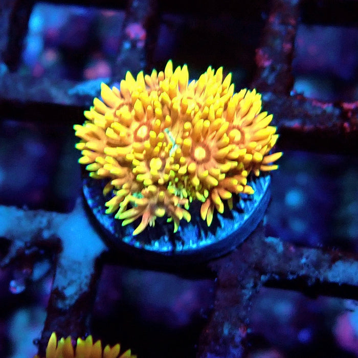 Multicolor Goniopora Frag (5)