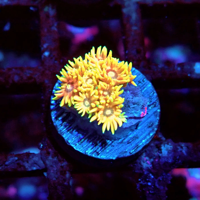 Multicolor Goniopora Frag (5)