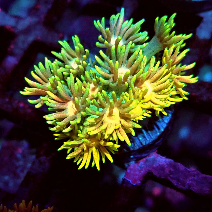 Multicolor Goniopora Frag (6)