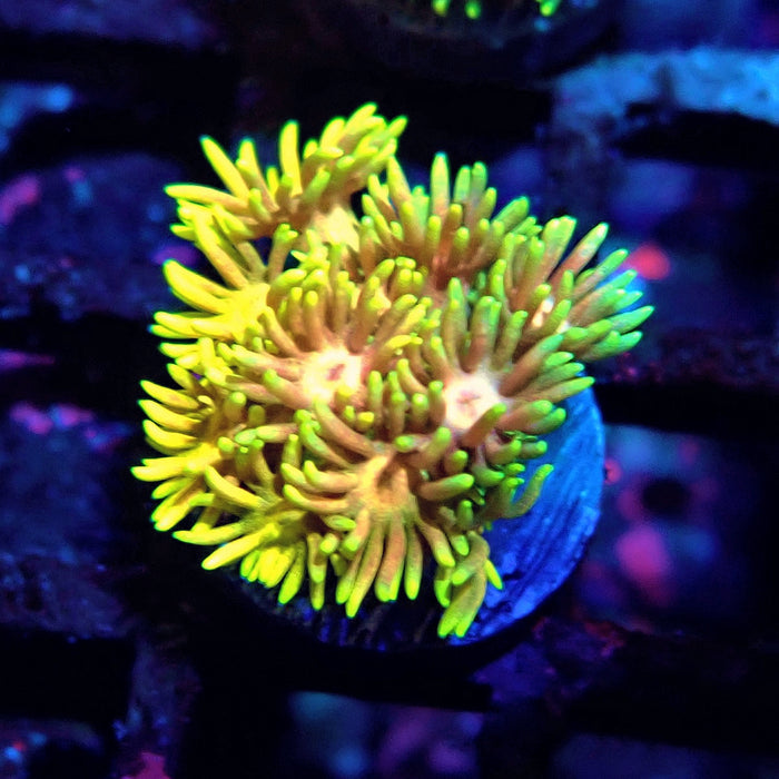 Multicolor Goniopora Frag (6)