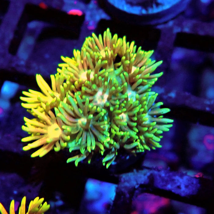 Multicolor Goniopora Frag (6)